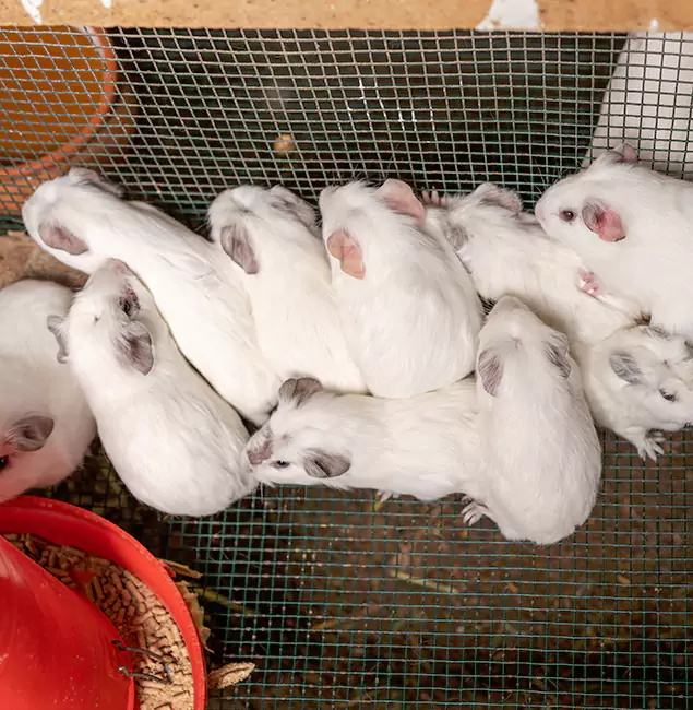 Why Springfield MA Pest Control Pros Is the Trusted Choice in Springfield, OR?