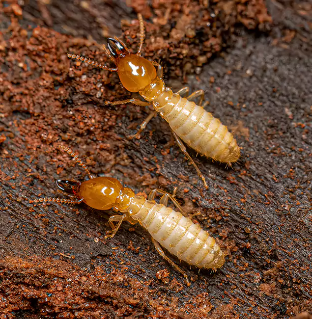 Why Choose Springfield MA Pest Control Pros for Termite Treatment Without Tenting in Springfield, OR?