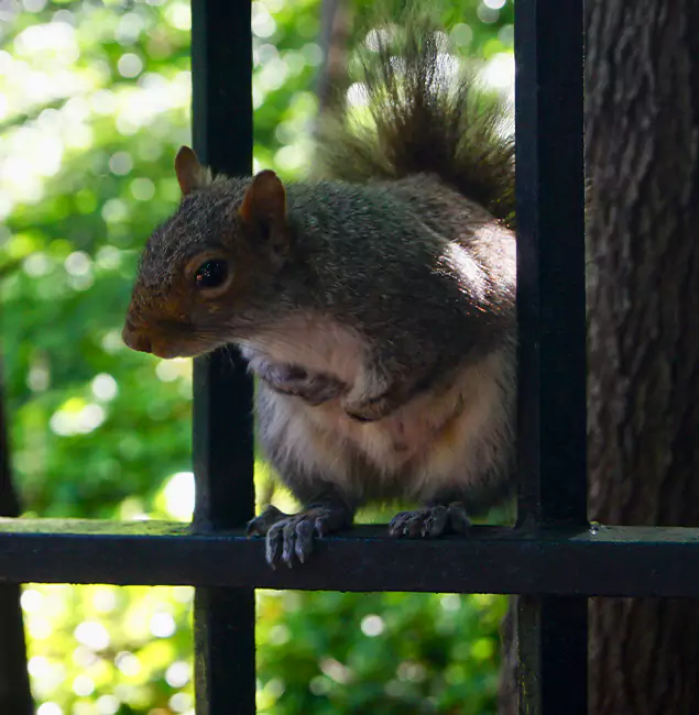 Why Springfield, OR Chooses Springfield MA Pest Control Pros for Squirrel Removal?