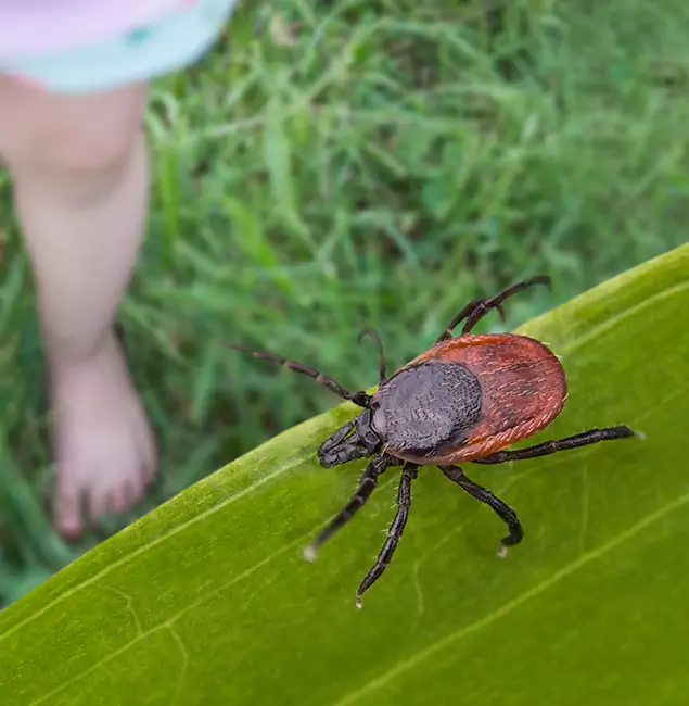 Why Springfield Homeowners Choose Springfield MA Pest Control Pros for Tick Extermination?