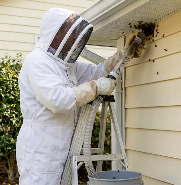 Why Springfield Trusts Springfield MA Pest Control Pros for Wasp Control?