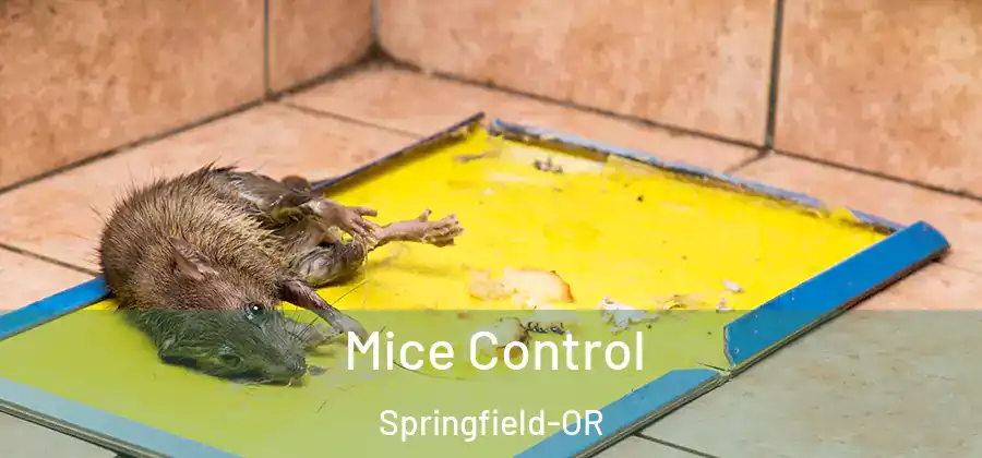 Mice Control Springfield-OR