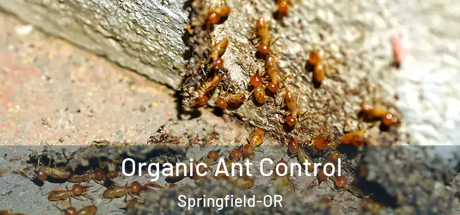 Organic Ant Control Springfield-OR
