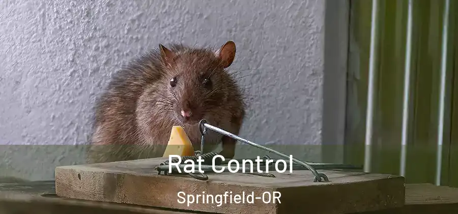 Rat Control Springfield-OR