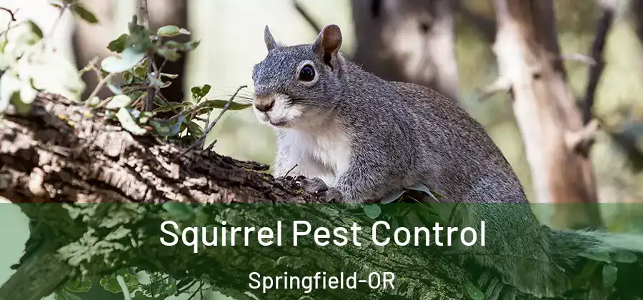  Squirrel Pest Control Springfield-OR