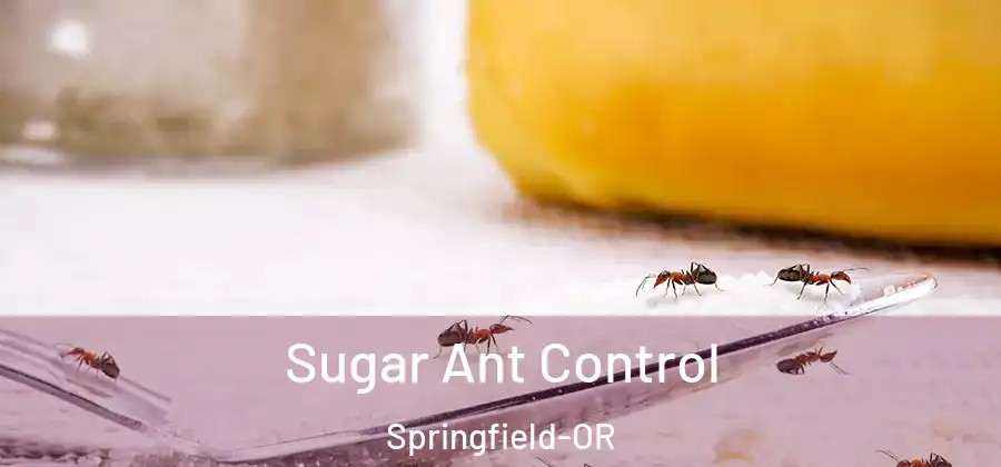 Sugar Ant Control Springfield-OR