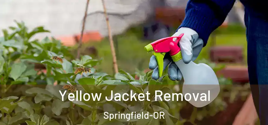 Yellow Jacket Removal Springfield-OR